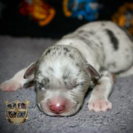 Colt - Blue merle male Miniature Australian Shepherd puppy in El Dorado Springs, Missouri from HP Aussie Kennels