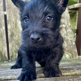 Aspen (Yellow) - Black male Scottish Terrier puppy in Jefferson, North Carolina from McGuire’s High Country Terriers