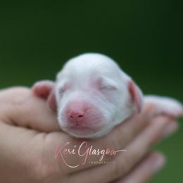 AKC Opal - Cream female Dachshund puppy in Knox City, Missouri from Brittney's Dachshunds