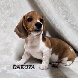 Dakota - Red male Dachshund puppy in Blair, Oklahoma from North Fork Doxies-Okla
