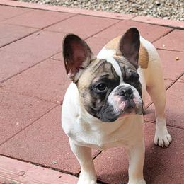 French Bulldog Puppies from Alcide kennels