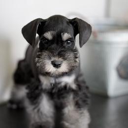 Haizey - Black and silver female Miniature Schnauzer puppy in Snowflake / Phoenix, Arizona from Snowflake Schnauzers