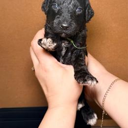 Sarabi - Green Band Girl - Black female Poodle puppy in Plainfield, New Jersey from Caris Paws Poodles and Labradoodles