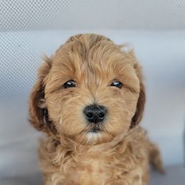 Moe - Gold male Shihpoo puppy in Limestone, Tennessee from Pilot Hill Teddy Bear Puppies