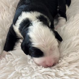 Bernedoodle Puppies from Reeces Pieces Puppies