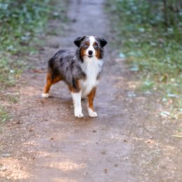 Legion - Toy Australian Shepherd