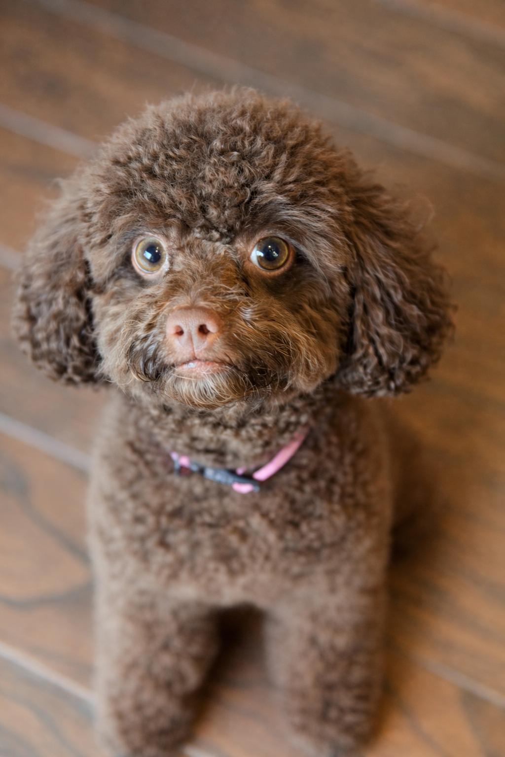 Tallulah