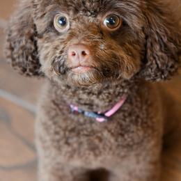 Tula - Shihpoo