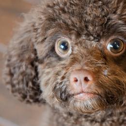 Tula - Shihpoo