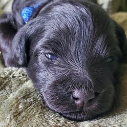 Boy 1 - Schnoodle puppy from Eveleigh Acres Puppies
