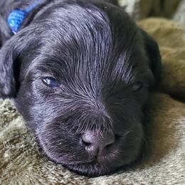 Boy 1 - Schnoodle puppy from Eveleigh Acres Puppies