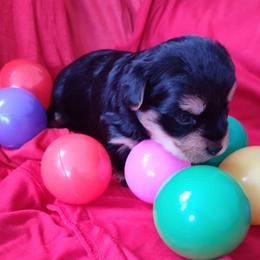 Boy Red - Black and tan male Yorkshire Terrier puppy in St. Louis, Missouri from Yorkieville - Shih Tzu Nation
