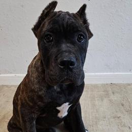 Sunny aka Yellow Collar - Chestnut brindle female Cane Corso puppy in Houston, Texas from Zenith Cane Corso