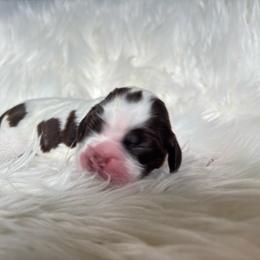 Brown parti girl 1 - Brown and white female Cocker Spaniel puppy in Oregon from Doc's Cockers