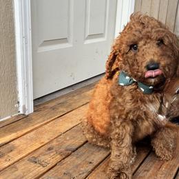 Purple - Red  male Poodle puppy in Summit, Mississippi from poodles and doodles llc