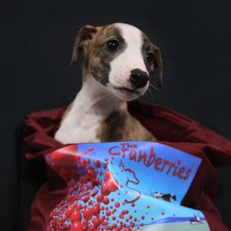 Girl 2 - Red brindle Whippet puppy in Indianapolis, Indiana from SaeSi Kennels