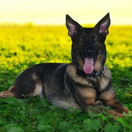 Karma - German Shepherd