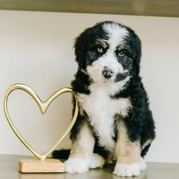 Midnight - Black tri-color male Aussiedoodle puppy in Spanish Fork, Utah from K Brand Doodles