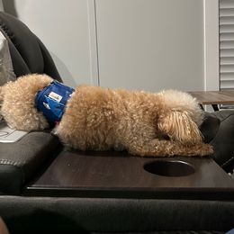 Grizzy - Apricot male Poodle puppy in Mineral Wells, Texas from S.H.A.R.P.’s Toy Poodles