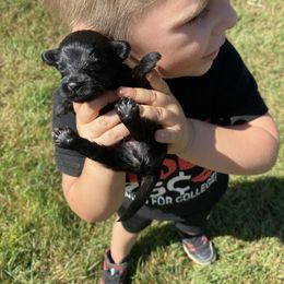 Gus - Black male Havapoo puppy in Brookings, South Dakota from Hofer Pups