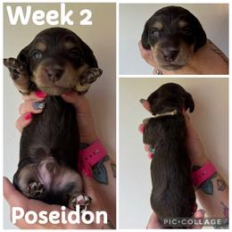 Poseidon - Chocolate and cream male Dachshund puppy in Michigan from M.H.P Dachshunds