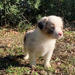 Australian Shepherd and Miniature Australian Shepherd Puppies from SkyBrynn Aussies