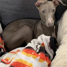 Aries - Blue male Italian Greyhound puppy in Southwest Florida, Florida from Woofford Italian Greyhounds