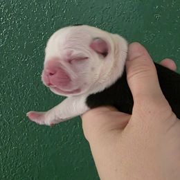 Boy 1 - Black brindle and white male Boston Terrier puppy in Denver, Colorado from Diamonds In The Ruff Boston Terriers