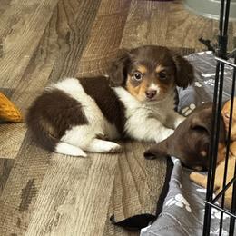 Stella - Piebald female Dachshund puppy in Nevada, Missouri from Lee's Backroad Fur Babies
