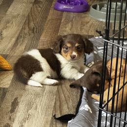 Stella - Piebald female Dachshund puppy in Nevada, Missouri from Lee's Backroad Fur Babies