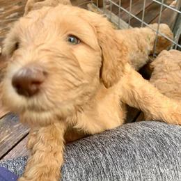 Goldendoodle Puppies from Lundee Doodles