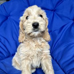 Cockapoo and Goldendoodle Puppies from Capital Doodles