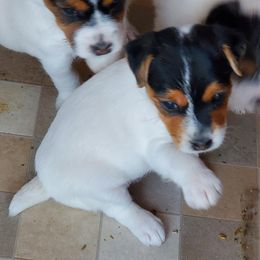 Jack Russell Terriers from Reynard Farm