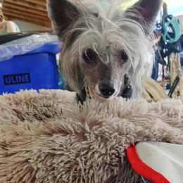 Zuko, Danny Zuko - Chinese Crested