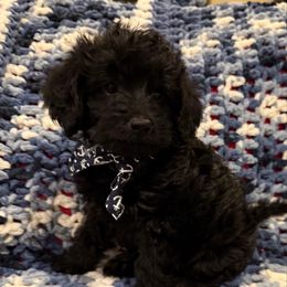 Kevin Boy 3 - Black male Labradoodle puppy in Churchill County Fallon, Nevada from Card Family Ranch