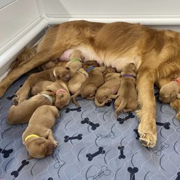 Golden Retrievers and Poodles from Lavender Valley Goldens