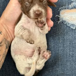 Female 4 - Piebald female Dachshund puppy in El Campo, Texas from Creamer Creek Kennel