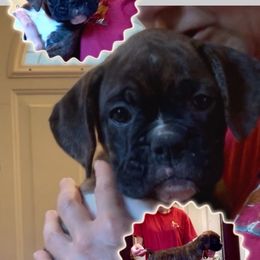 Fiscal - Brindle female Boxer puppy in Hutchinson, Kansas from 4Ever Boxer’s