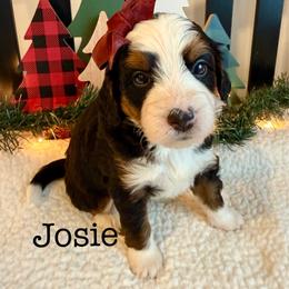 Josie - Tri-color female Bernedoodle puppy in Perrysville, Ohio from Pleasant Valley Bernedoodles