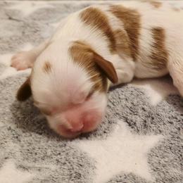Jamison - Blenheim male Cavalier King Charles Spaniel puppy in Pennsylvania from Julie's Cavalier King Charles Spaniels