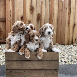 Australian Labradoodle and Goldendoodle Puppies from The Moon Doodles
