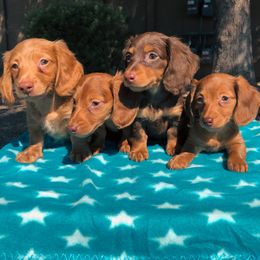 Dachshund Puppies from Mini Doxies R Us