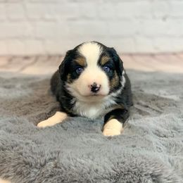 Miniature Australian Shepherd Puppies from Desert Bloom Ranch