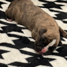 Boxer Puppies from PrideNJoy Boxers