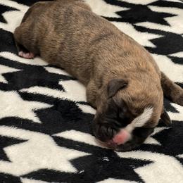 Boxer Puppies from PrideNJoy Boxers