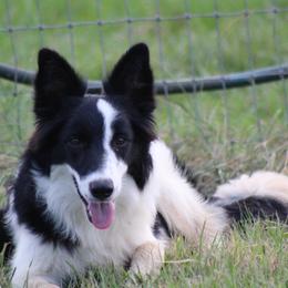 Mazie - Border Collie