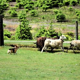 Pembroke Welsh Corgi Puppies from Outlands Corgis
