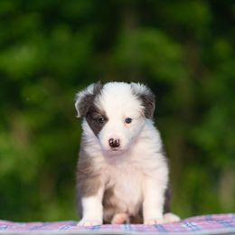 Border Collie Puppies from High Point Border Collies