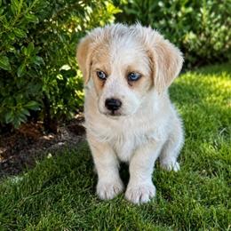 Boy 3 - Gold and white male Shihpoo puppy in Junction, Utah from Sugar Doodles