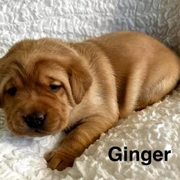 Ginger - Yellow female Labrador Retriever puppy in Princess Anne, Maryland from Little Farm